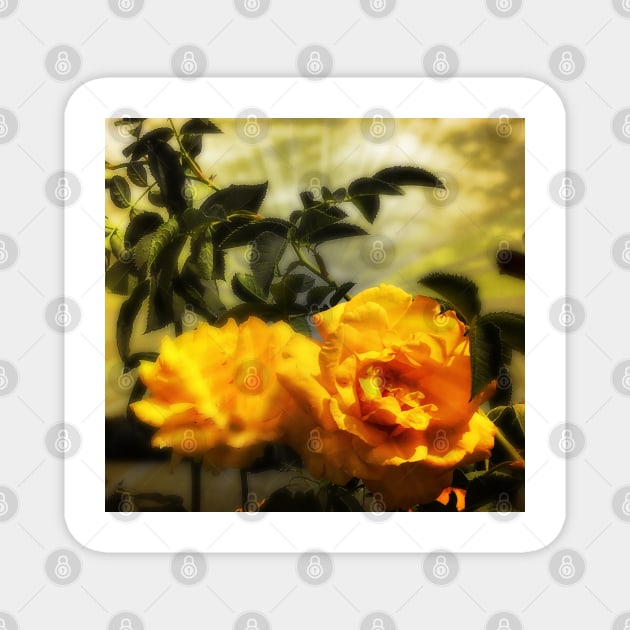 Yellow roses floral with angelic sky Magnet by Khala