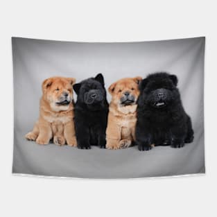 Chow chow  puppies Tapestry