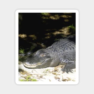 Alligator Sunbathing Magnet