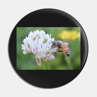 bee on white flower Pin