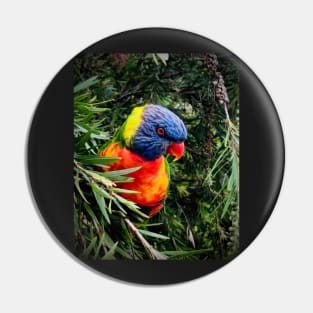 Rainbow lorikeet Pin