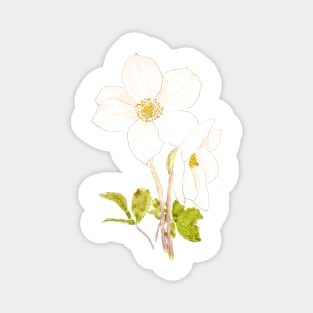 white hellebore flowers ink and watercolor Magnet
