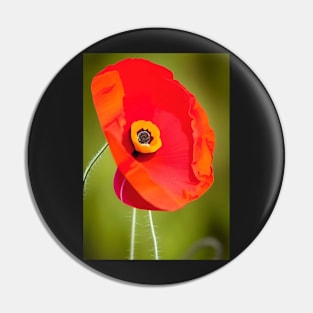 VIBRANT SINGLE POPPY WITH GREEN BACKGROUND Pin