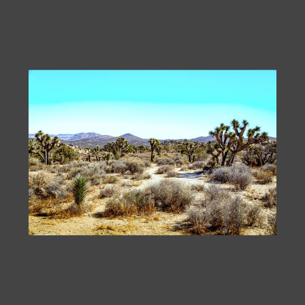 Joshua Tree National Park, California by Gestalt Imagery