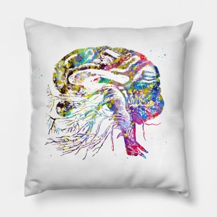 Brain cranial nerves Pillow