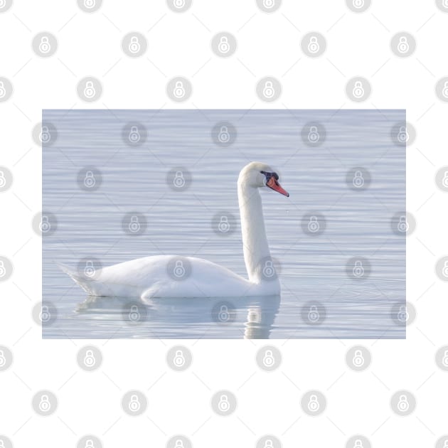 Mute Swan Swimming by Jim Cumming