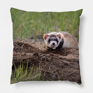 ferret lover, cute ferret, ferret pet, animals- black footed ferret Pillow