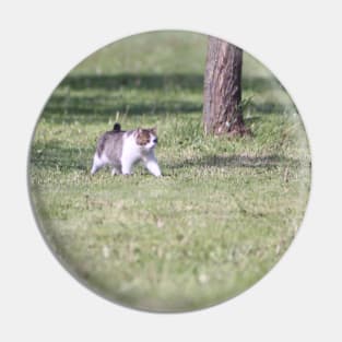 Puffy Cat Walking on Green Grass in the summer sun Pin