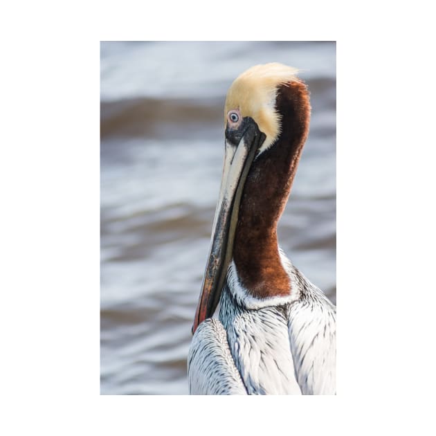 Brown Pelican 4 by KensLensDesigns