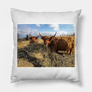 Scottish Highland Cattle Cows 2356 Pillow