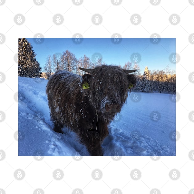 Scottish Highland Cattle Calf 1882 by SaarelaHighland