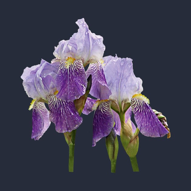 Irises - Lavender Irises by SusanSavad