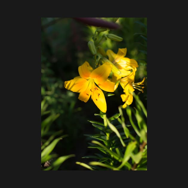 Yellow lily (Lilium) flower by lena-maximova