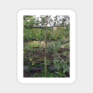 Espalier fruit in the monastery garden Magnet