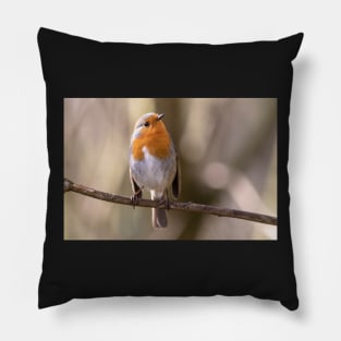 Robin gaze Pillow