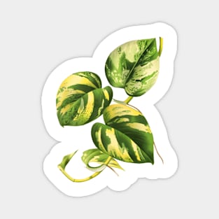 Golden Pothos - L’ Illustration horticole - Botanical Illustration Magnet