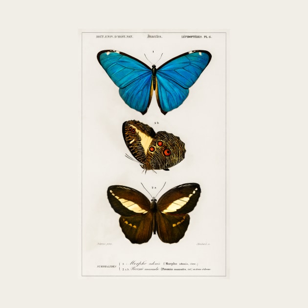 Types of Butterflies by WAITE-SMITH VINTAGE ART