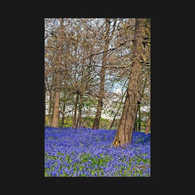 Bluebell Woods Greys Court Oxfordshire England by AndyEvansPhotos