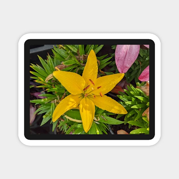 Yellow Star Flower Magnet by AustaArt