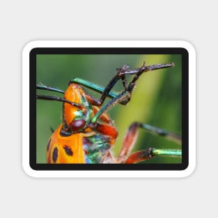 Unique and organic photo of a red shield bug playing the flute! Magnet