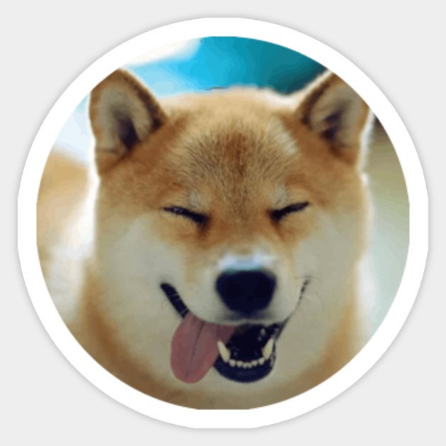 Happy Shiba