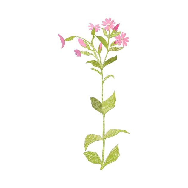 Field campion (full flower) by Babban Gaelg