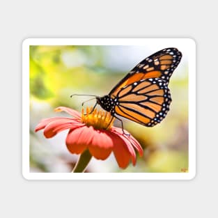 Monarch Butterfly Magnet