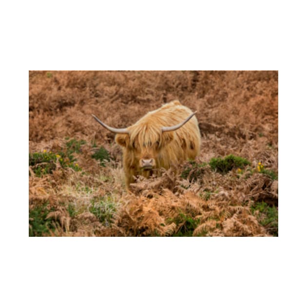 Longhorn on Dartmoor by Femaleform