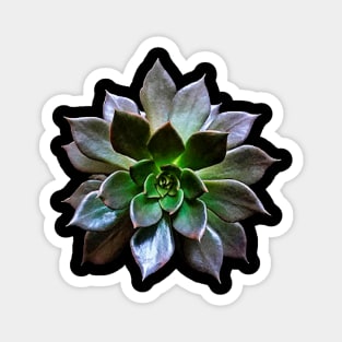 Echeveria Black Princes Magnet