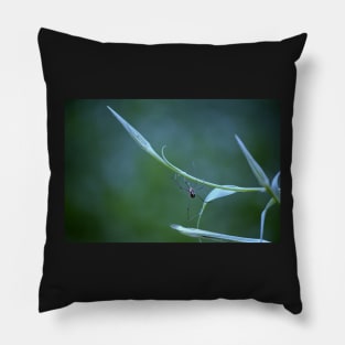 Spider on Goatsbeard Plant Pillow