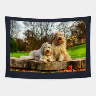 Bearded Collies Posing In The Wind Tapestry