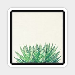 Lace Aloe Magnet