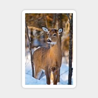 White-tailed Deer Magnet