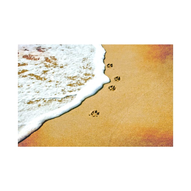 Dog prints in the sand by calamarisky