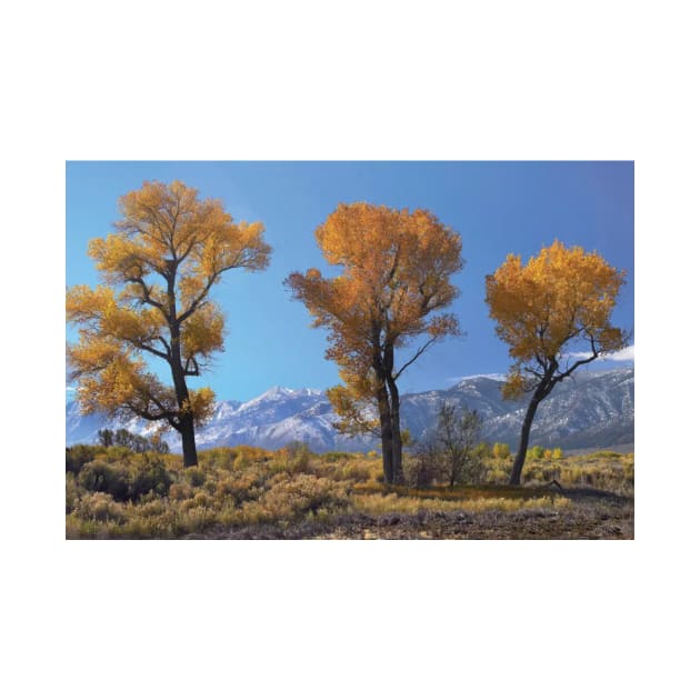 Cottonwood Trees Fall Foliage Carson Valley by RhysDawson