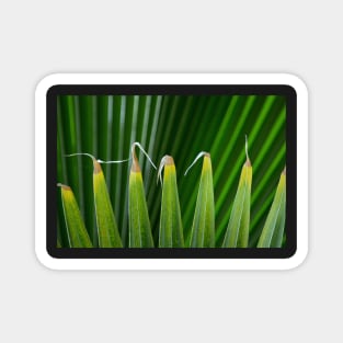 Leaf Fronds Magnet