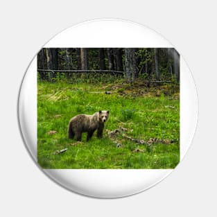 Grizzly Bear Pin