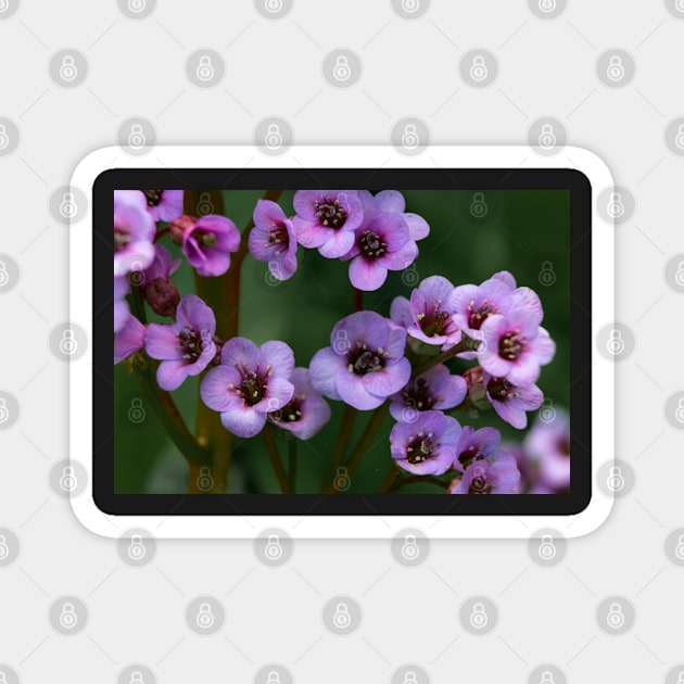 Purple flowers in bloom Magnet by CanadianWild418