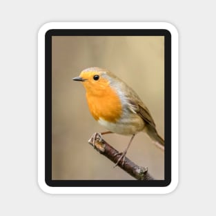 A robin perched in an English garden Magnet