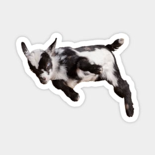 Bouncing Baby Goat Magnet