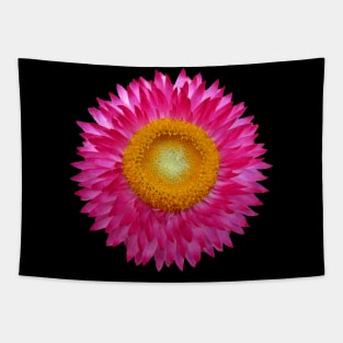 wonderful pink flower, blossom, nature, aster Tapestry