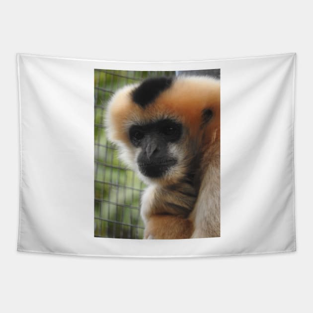 White-cheeked gibbon Tapestry by kirstybush