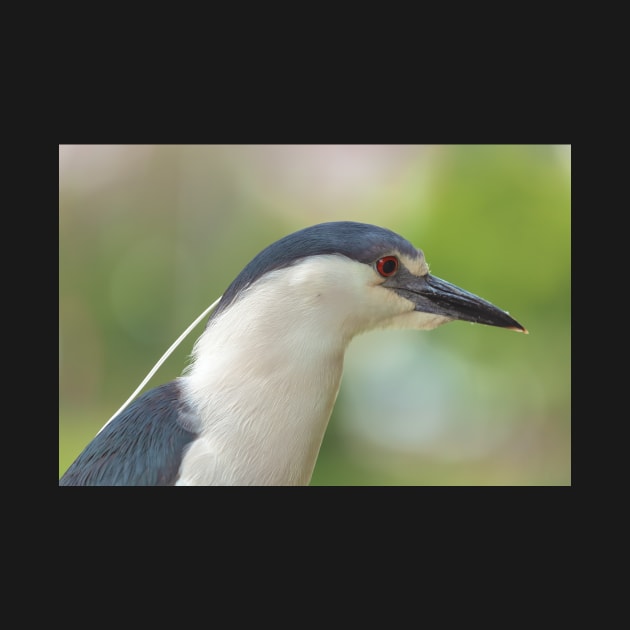 Heron Portrait by jvnimages