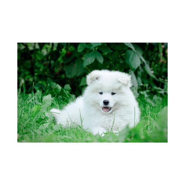 Samoyed puppies portrait by PetsArt