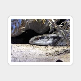 Blue Tongue Magnet