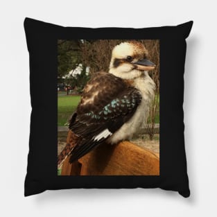 Kookaburra Pillow