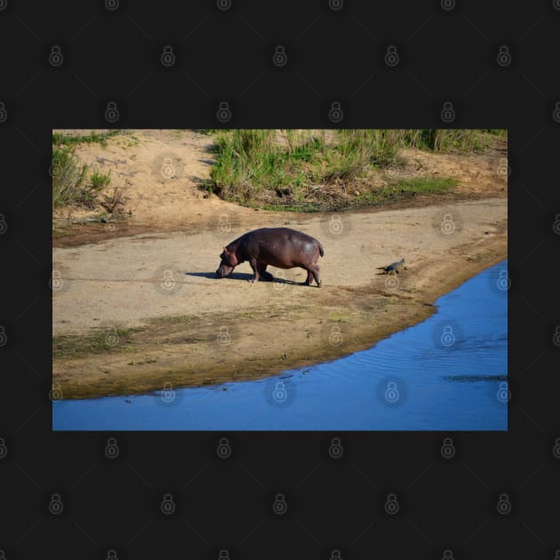 Hippo on Crocodile River by Fitra Design