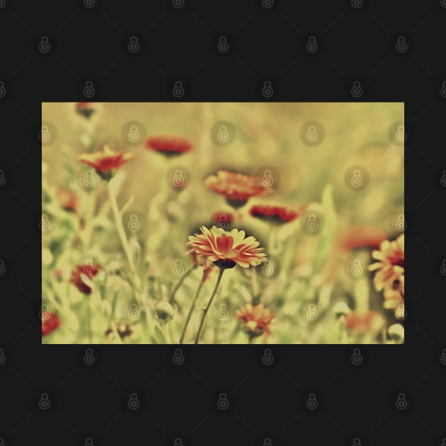 Marigold field, nostalgic altered photography by KINKDesign