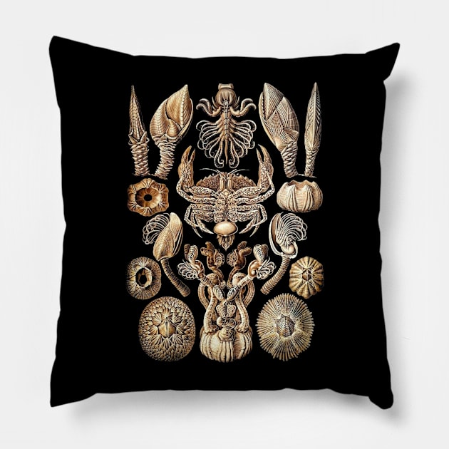 Ernst  Haeckel Cirripedia Crab Natural Pillow by Scientistudio