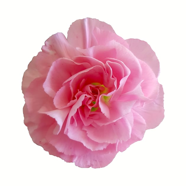 Hot Pink Carnation Flower by ellenhenryflorals